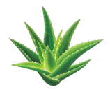 Forever Aloe Vera